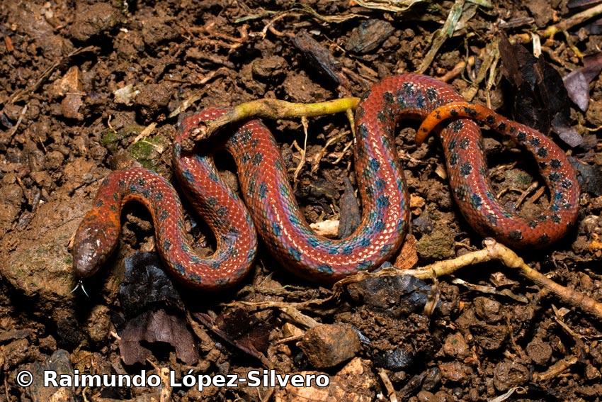 Tropidophis maculatus (Bibron, 1840)