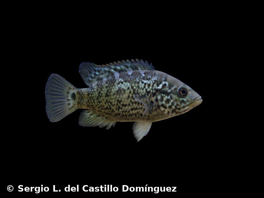 Nandopsis tetracanthus  (Valenciennes, 1831)