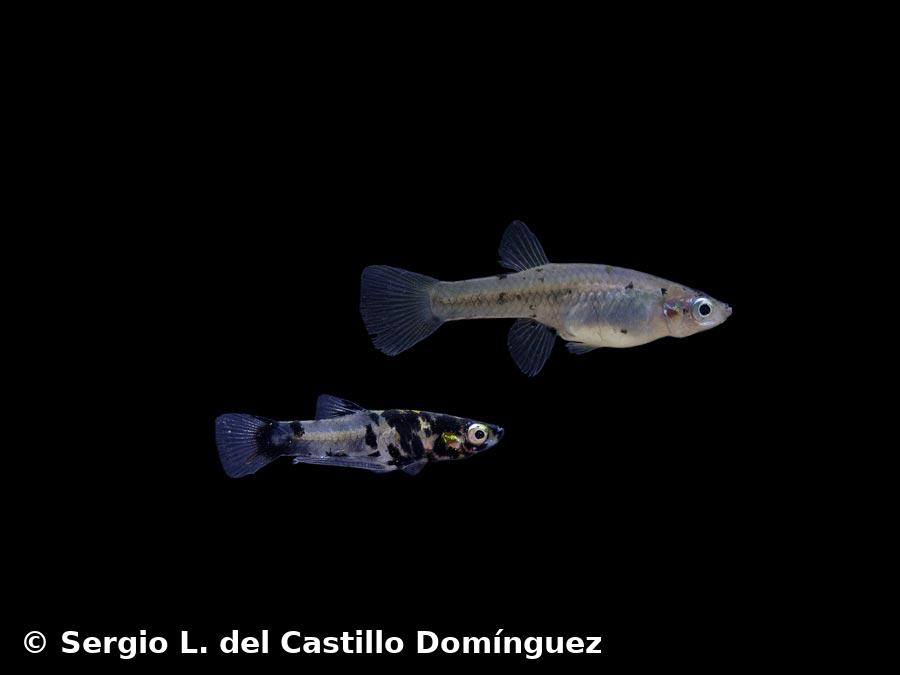 Girardinus denticulatus Garman, 1895     