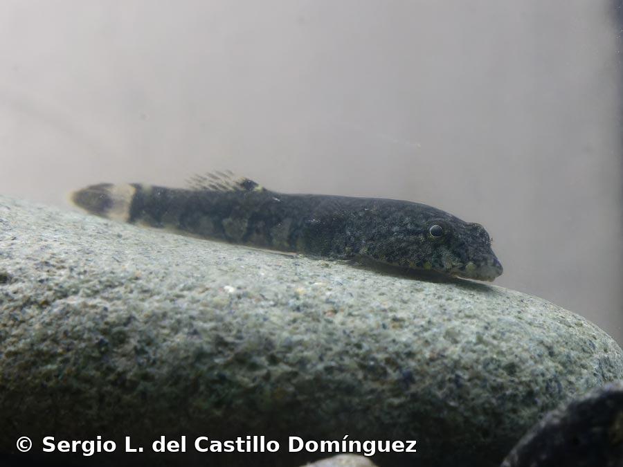 Gobiesox cephalus  Lacepède, 1800