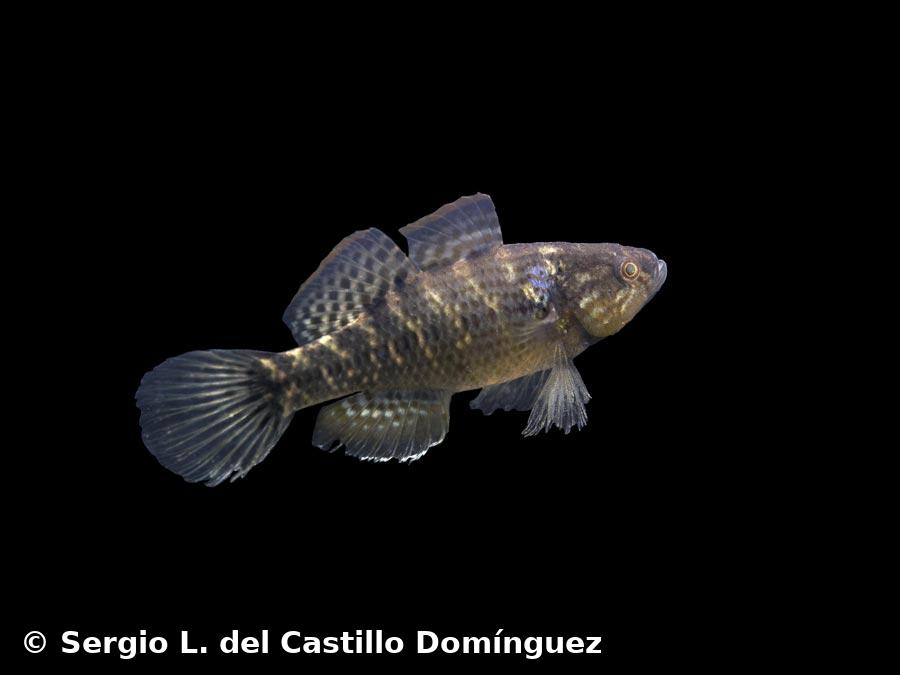 Dormitator maculatus  (Bloch, 1792)