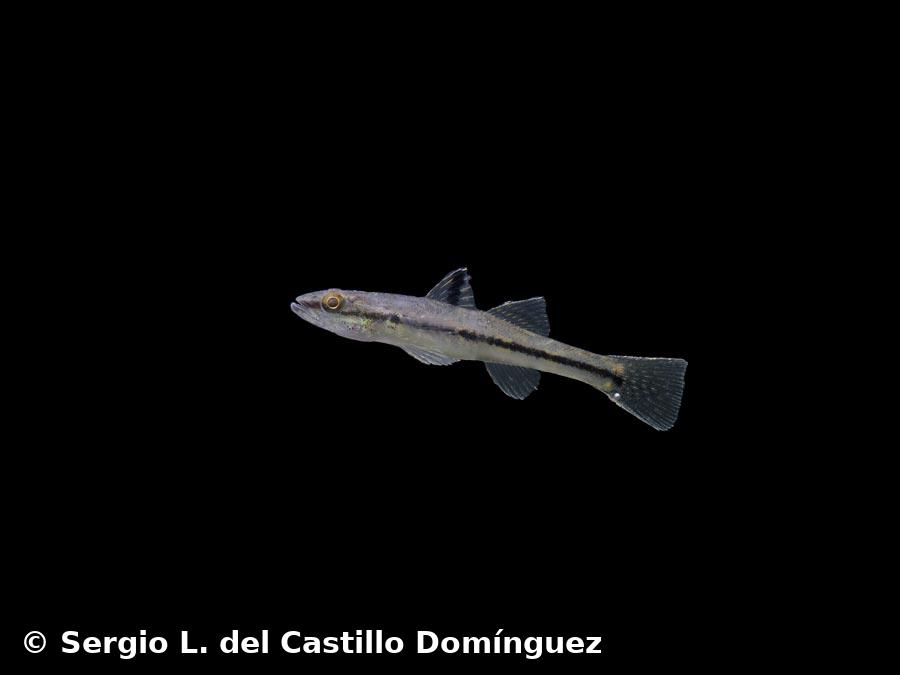 Gobiomorus dormitor  Lacepède, 1800