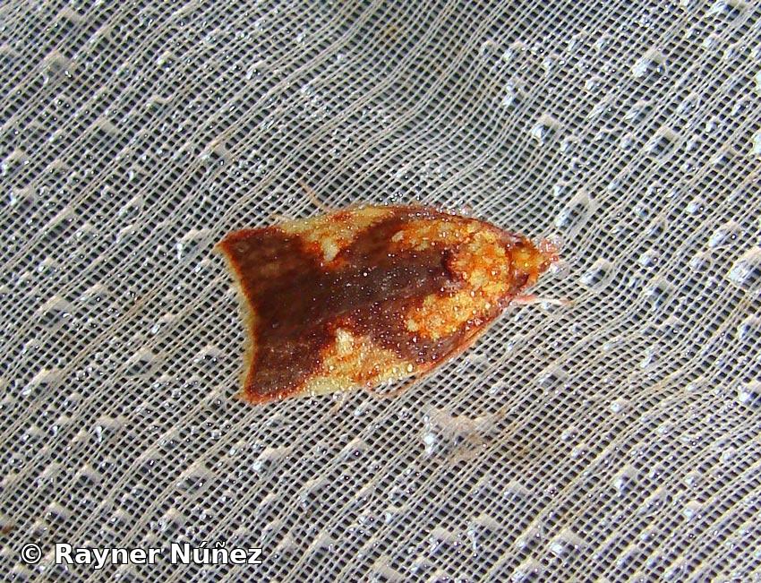 Gonionota bruneri Busck 1934