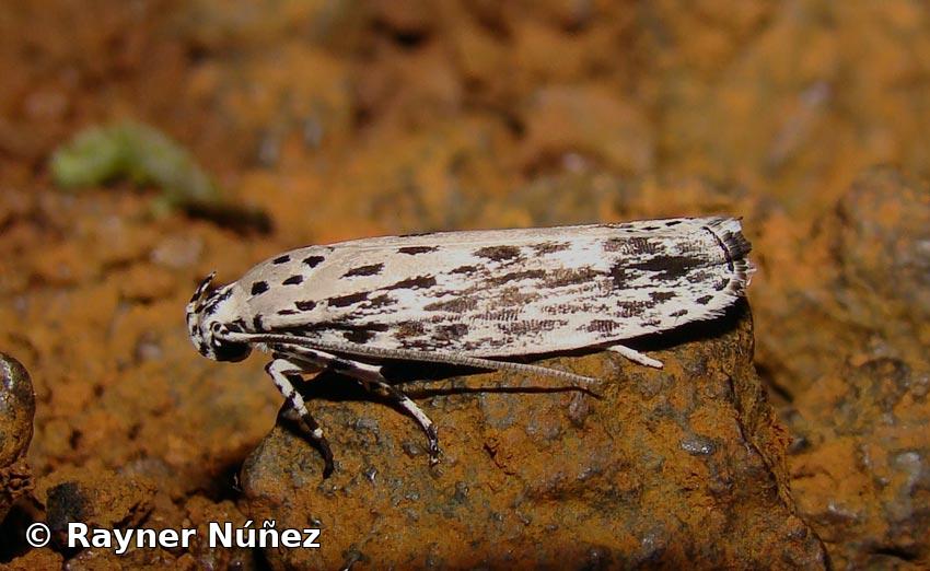 Ethmia confusella (Walker 1863)