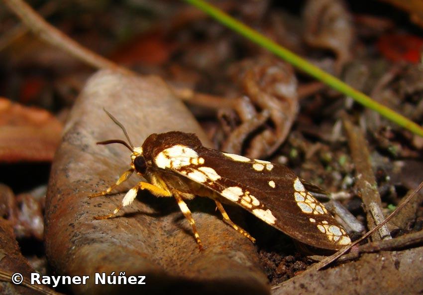 Carathis alayorum Becker, 2011