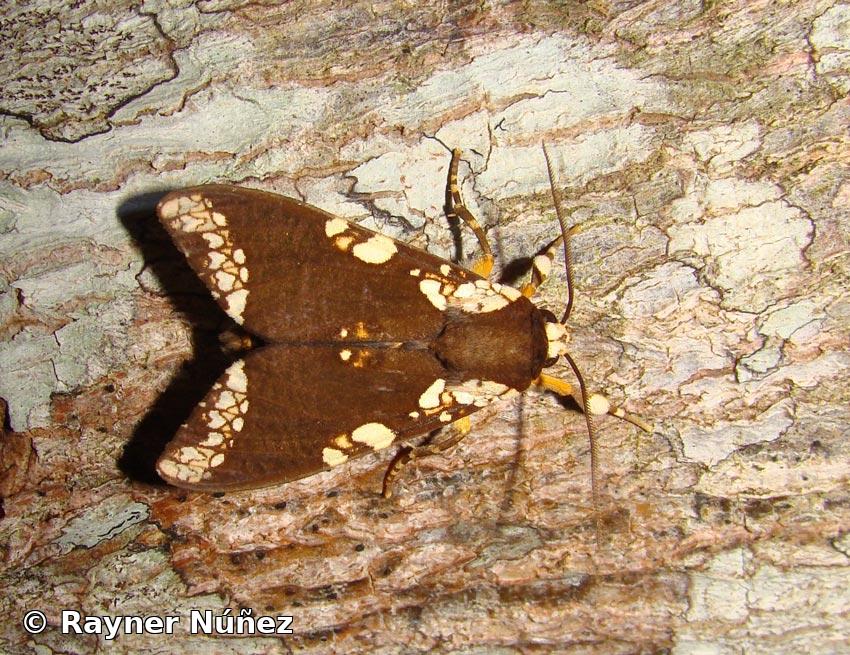 Carathis gortynoides Grote, 1865