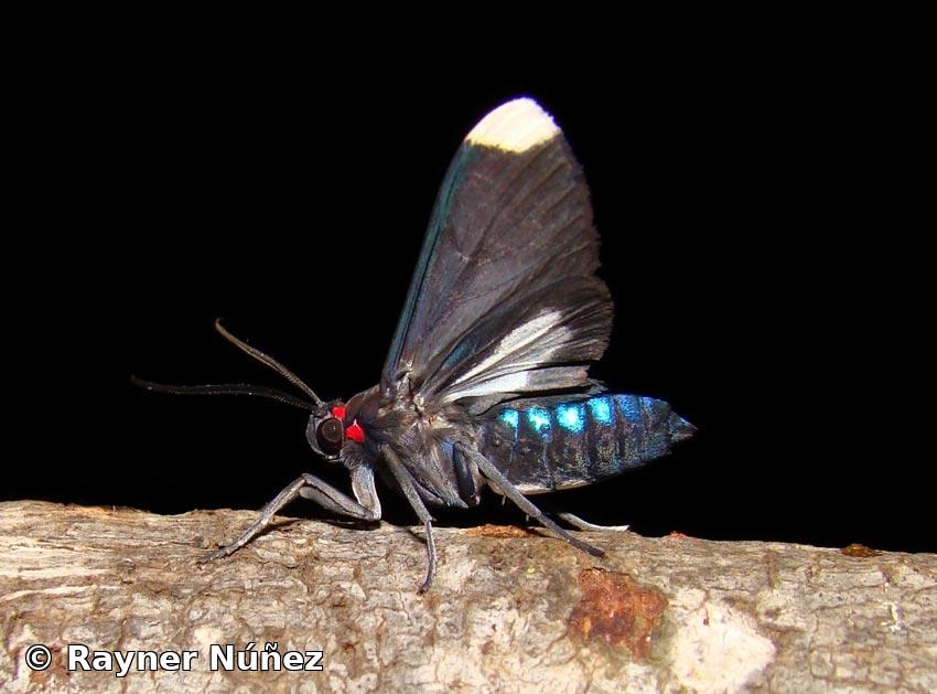 Episcepsis leneus (Cramer, 1779) 