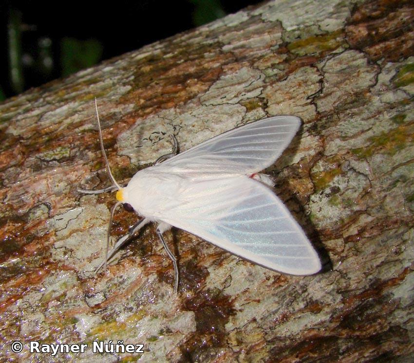 Eupseudosoma involuta (Sepp, [1855]) 