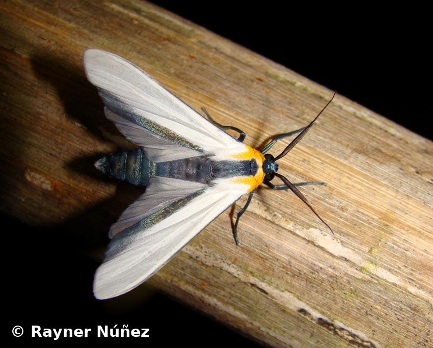 Lymire albipennis (Herrich-Schäffer, 1866) 