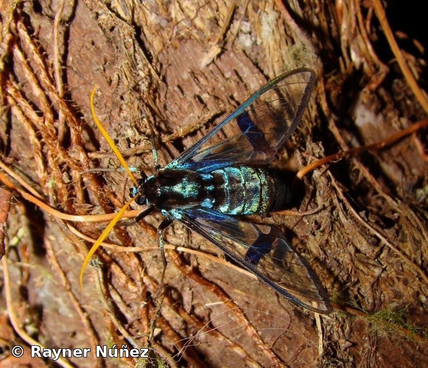 Nyridela chalciope (Hübner, [1831]) 