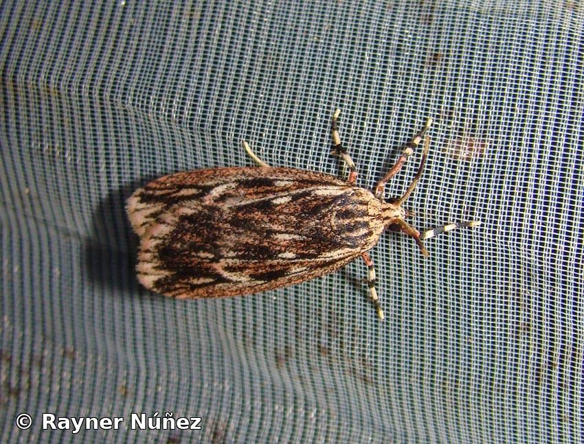 Paramulona baracoa Field, 1951