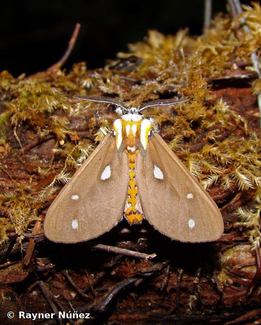 Sthenognatha cinda (Schaus, 1938)