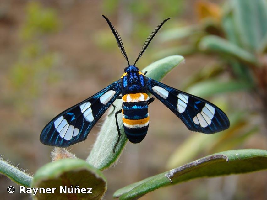 Syntomeida wrighti (Gundlach, 1881)