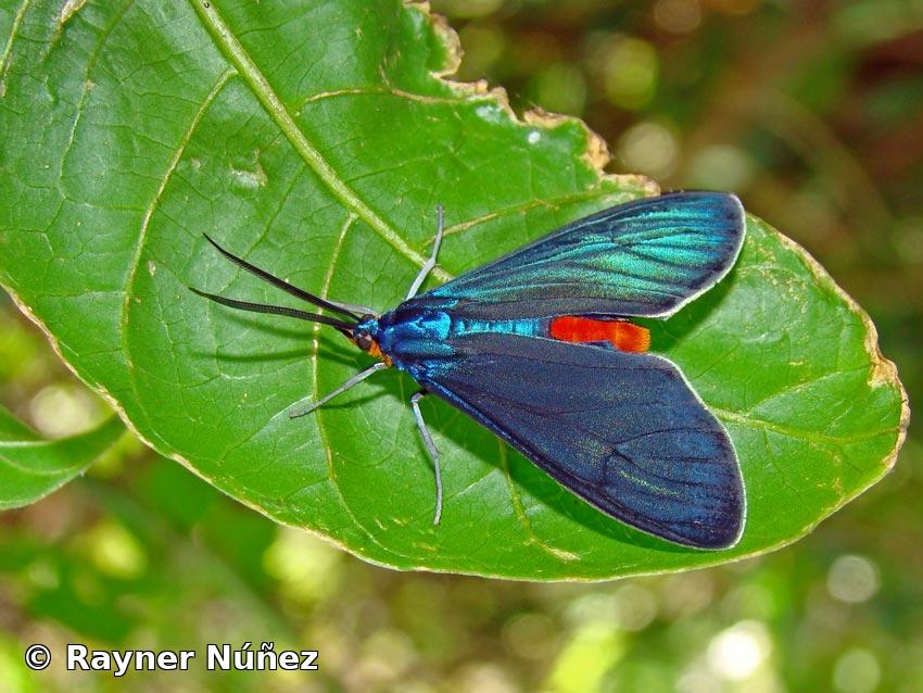 Uranophora chalybaea Hübner, [1831] 