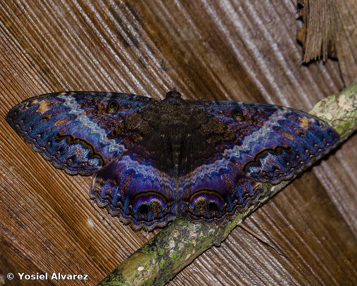 Ascalapha odorata (Linnaeus, 1758)