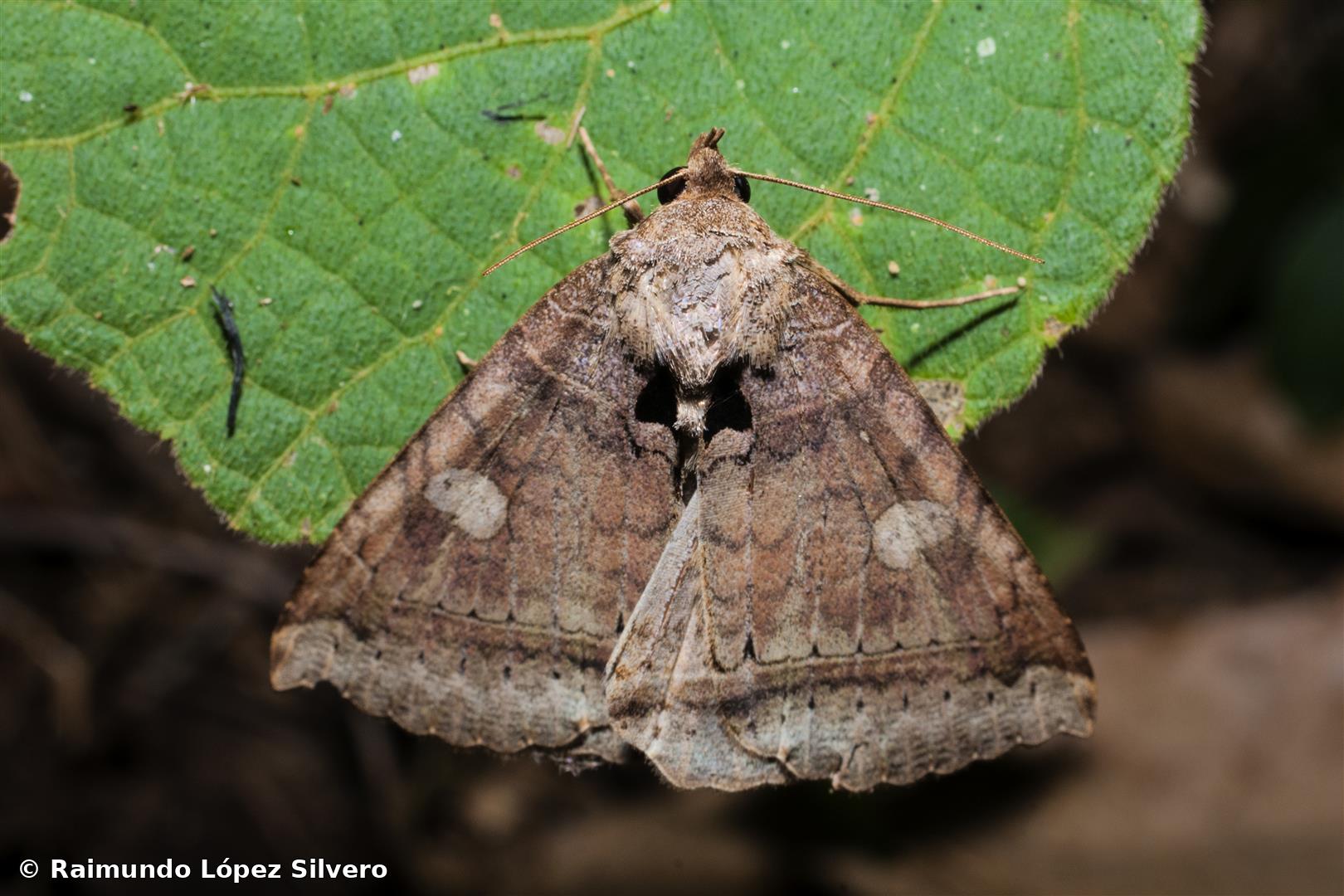 Athyrma adjutrix (Cramer, 1780)