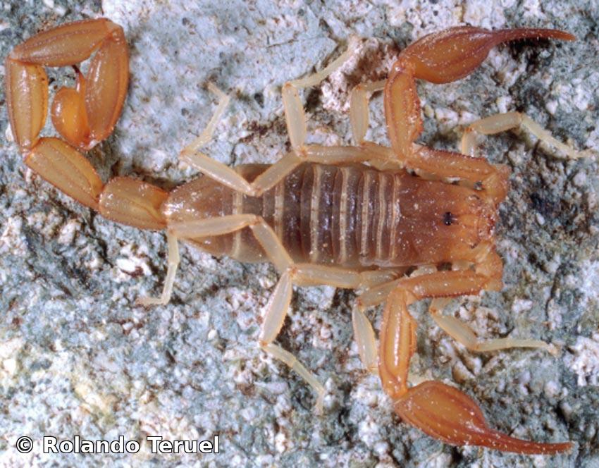 Alayotityus juraguaensis Armas, 1973  