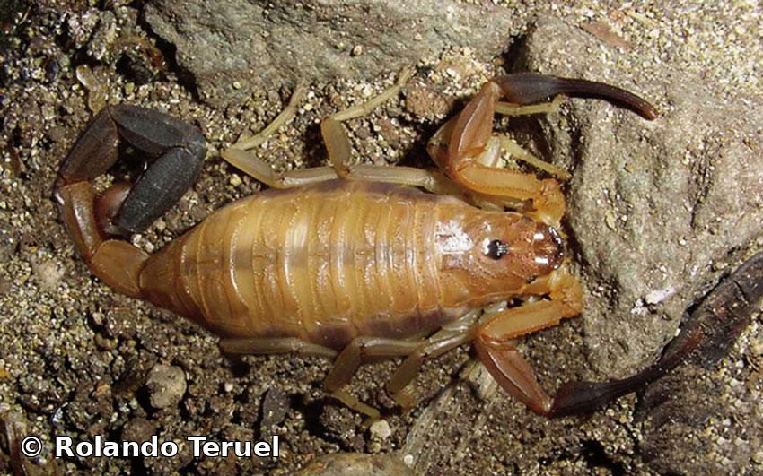 Heteroctenus melloleitaoi (Teruel & Armas, 2006) 