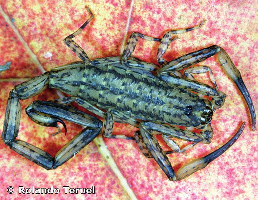 Isometrus maculatus (De Geer, 1778) 