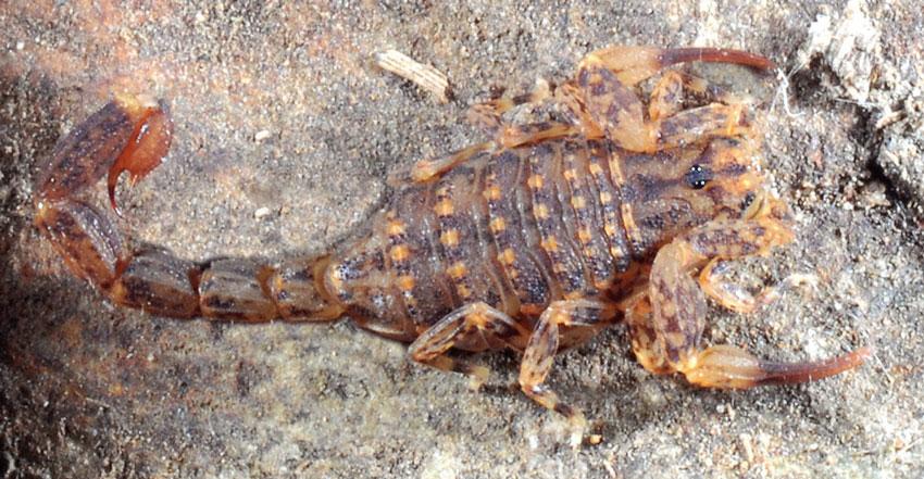 Microtityus (Parvabsonus) pusillus Teruel & Kovařík, 2012 