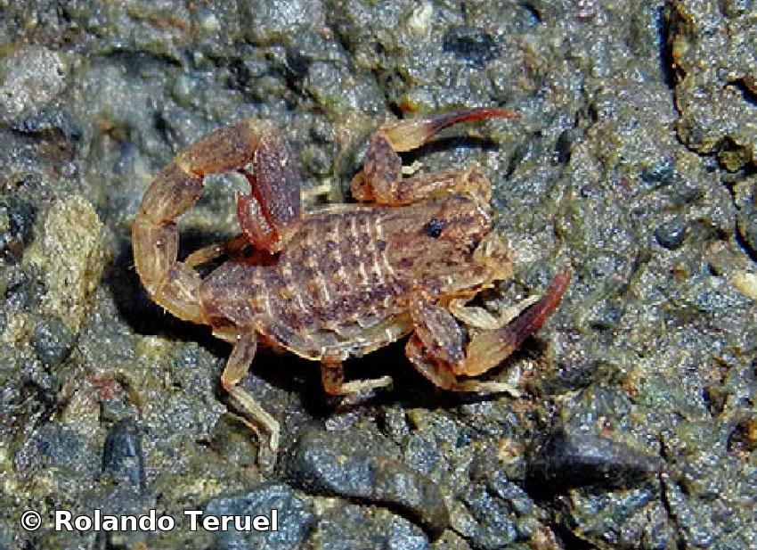 Microtityus (Parvabsonus) vulcanicus Teruel, 2019  