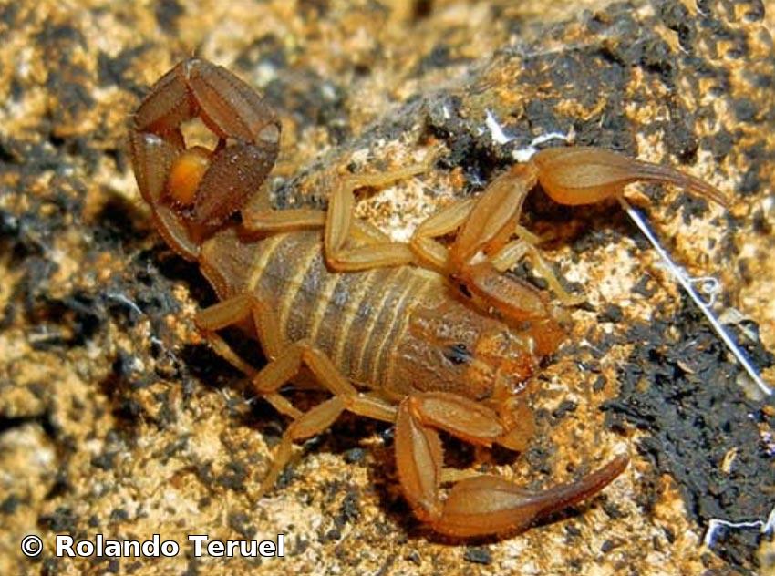 Tityopsis canizaresorum Teruel & Rodríguez-Cabrera, 2020 