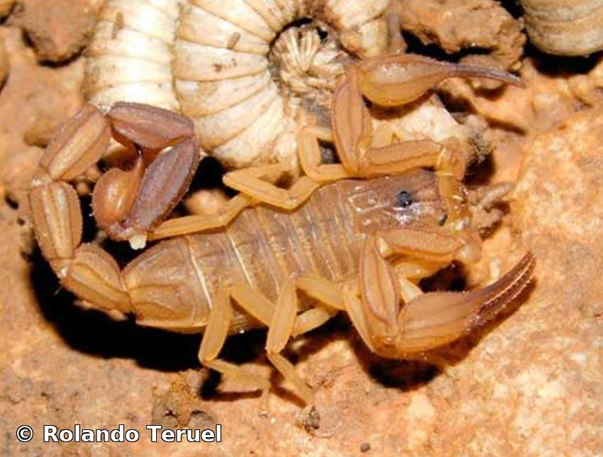 Tityopsis sheylae Teruel & Rodríguez-Cabrera, 2020 