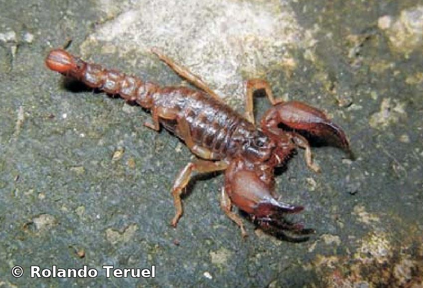 Cazierius granulosus Teruel, 2013  