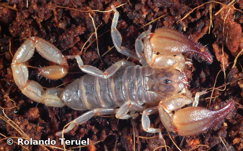 Didymocentrus armasi Teruel & Rodríguez, 2008 