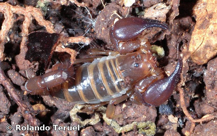 Didymocentrus jaumei Armas, 1976  