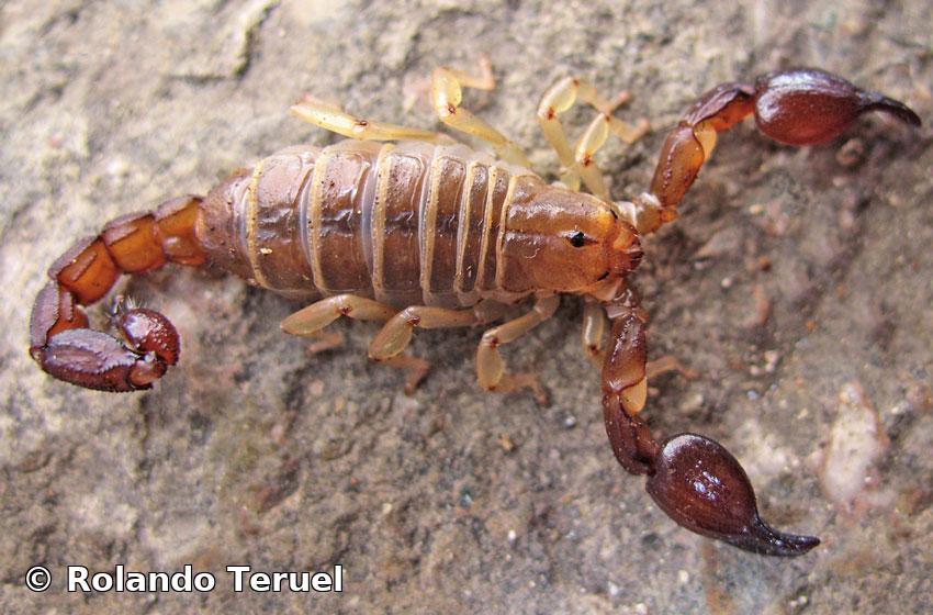 Heteronebo morenoi (Armas, 1973)  