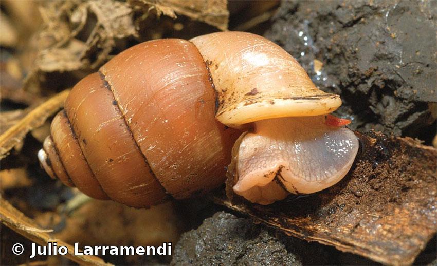 Farcimen ventricosum (Orbigny, 1842)