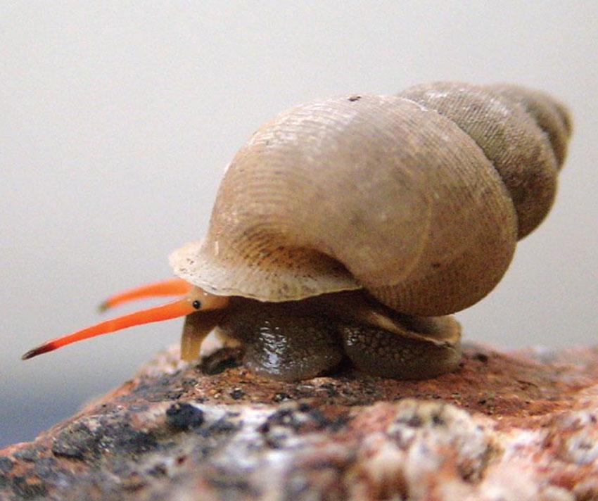 Chondrothyrium violaceum (Pfeiffer, 1858)
