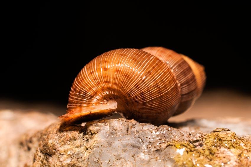 Opisthosiphon pupoides (Morelet, 1849)