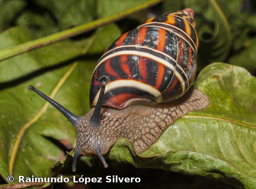 Liguus blainianus (Poey, 1851)