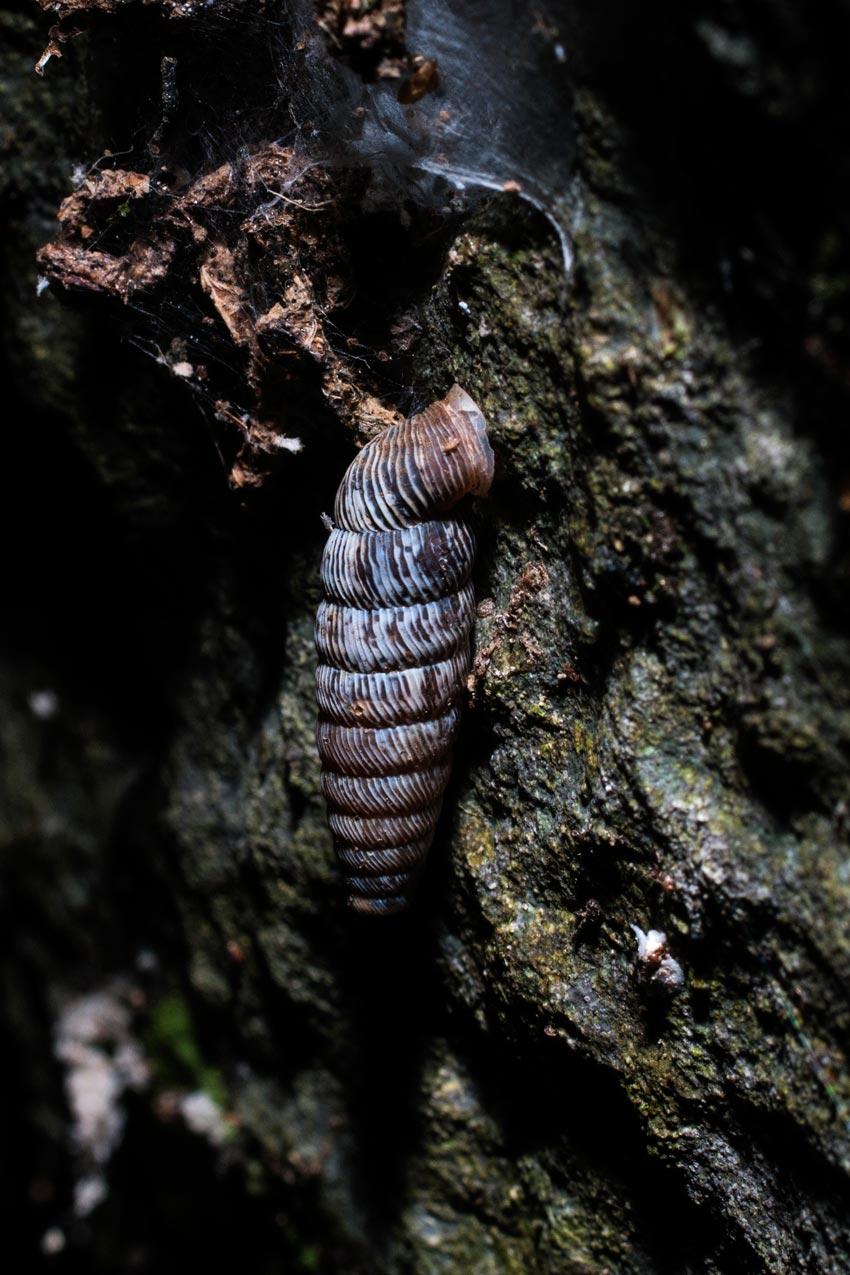 Nodulia handi (Torre, 1927)