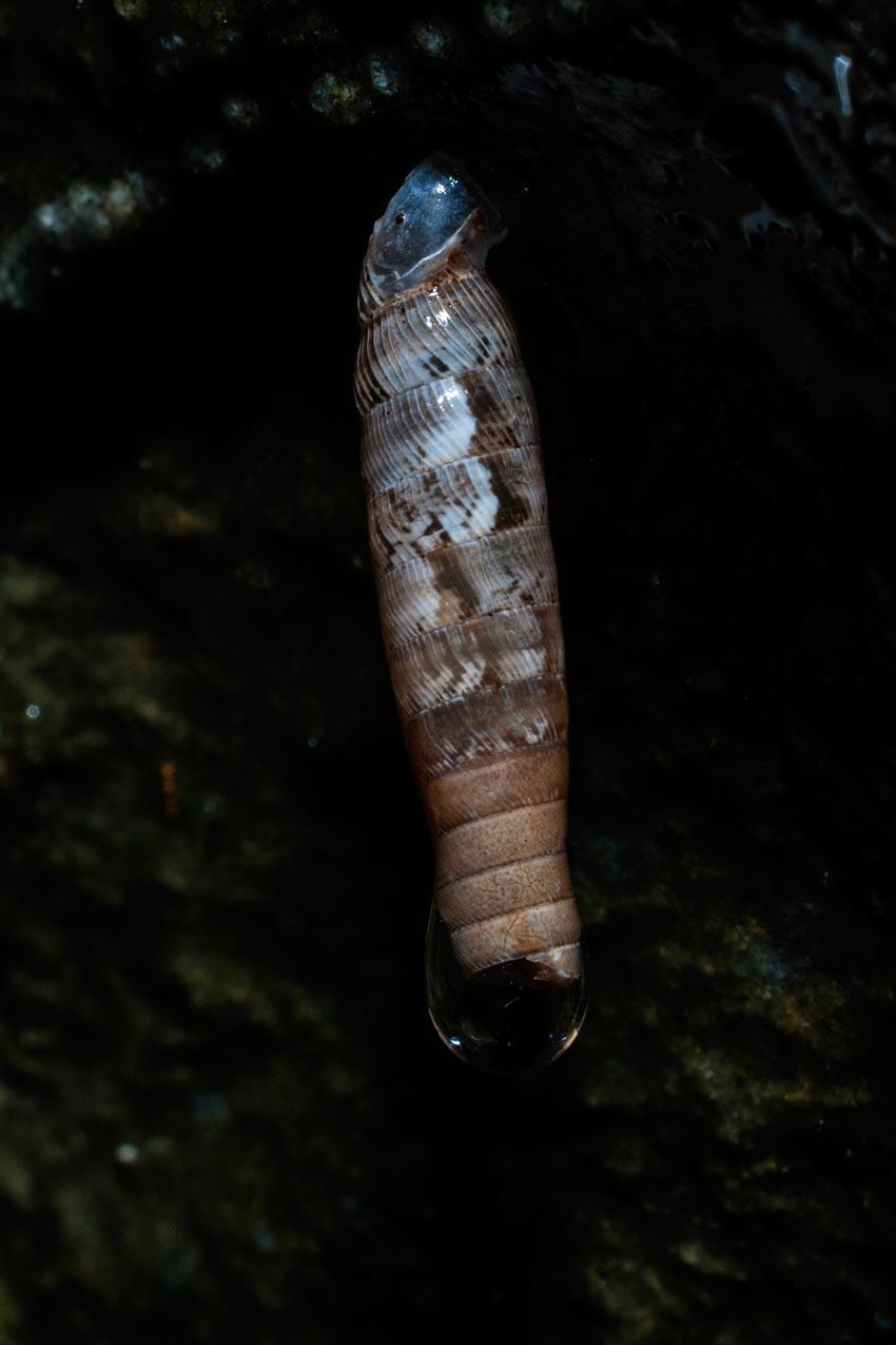 Nesocoptis pruinosa (Morelet, 1849)