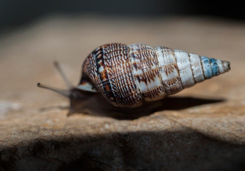 Macroceramus torrei Pilsbry, 1930