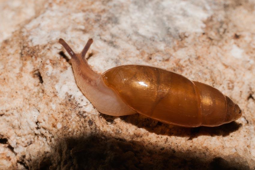 Oleacina solidula (Pfeiffer, 1840)