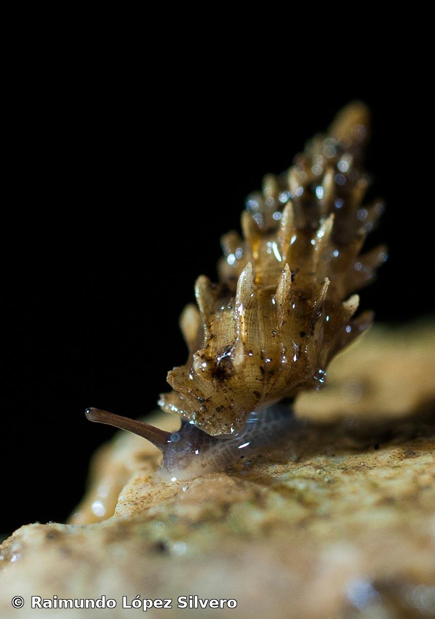 Melaniella acuticostata (Orbigny, 1842)