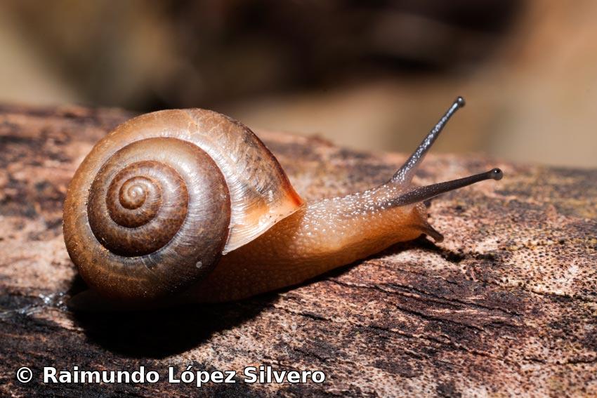 Bradybaena similaris (Férussac, 1821)