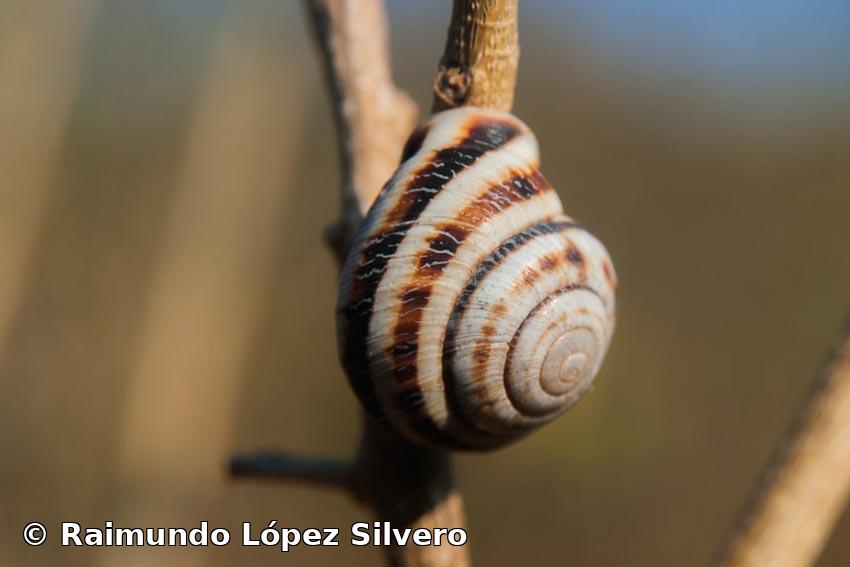 Coryda alauda (Férussac)