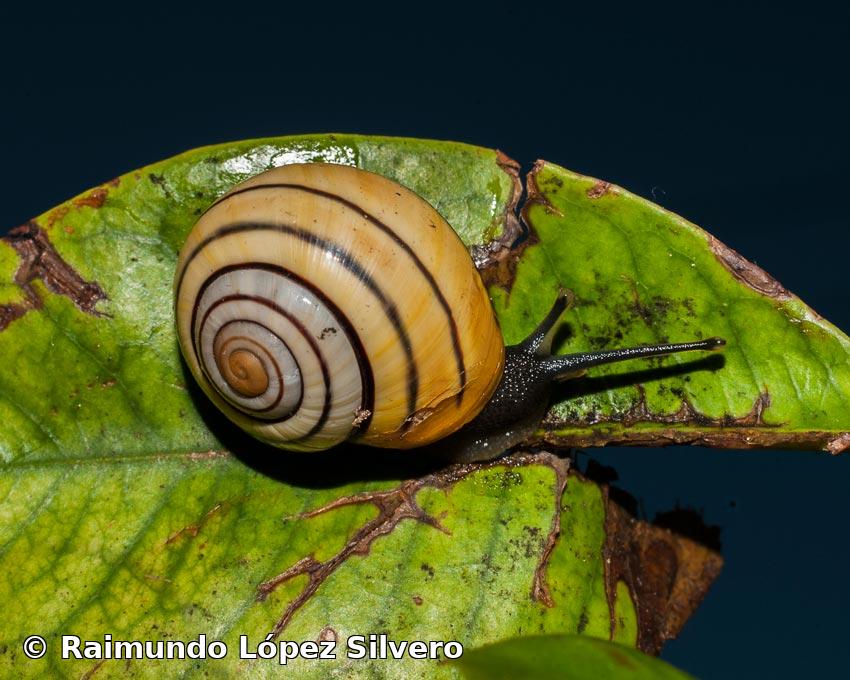 Coryda lindoni (Pfeiffer, 1846)