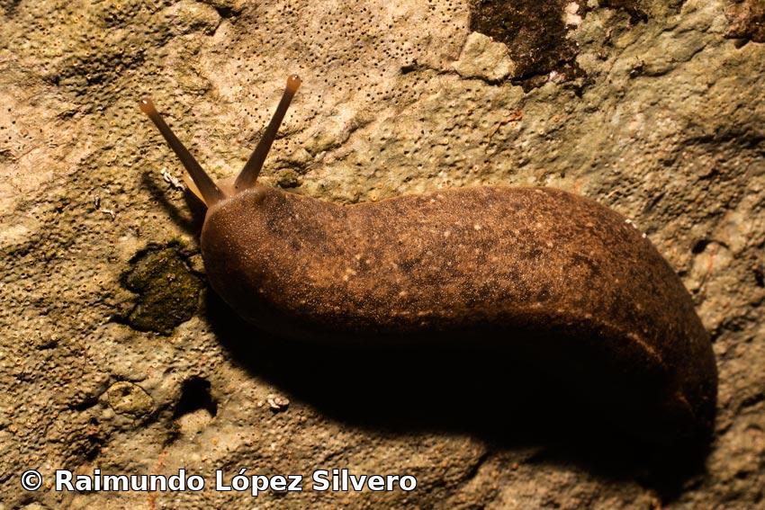 Leidyula floridana (Leidy y Binney En Binney, 1851)