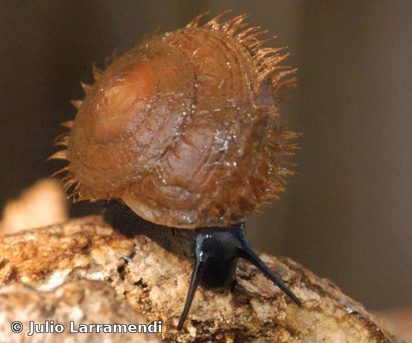 Alcadia velutina (Poey, 1858)