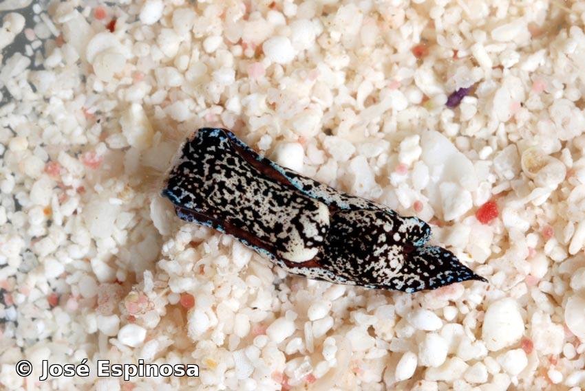 Chelinodura mariagordae Ortea y Espinosa, 2004