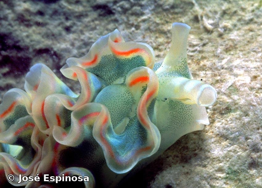 Elysia crispata (Mörch, 1863)