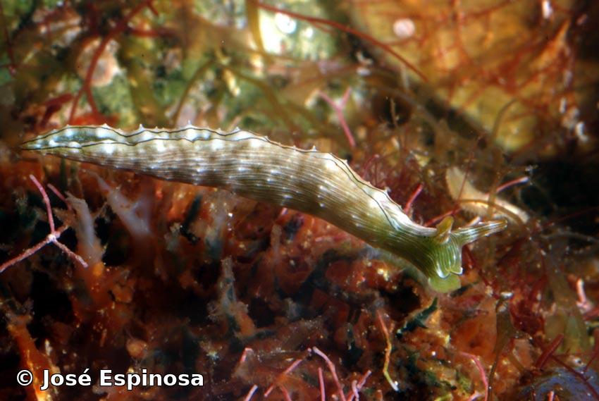 Elysia pratensis Ortea y Espinosa, 1996