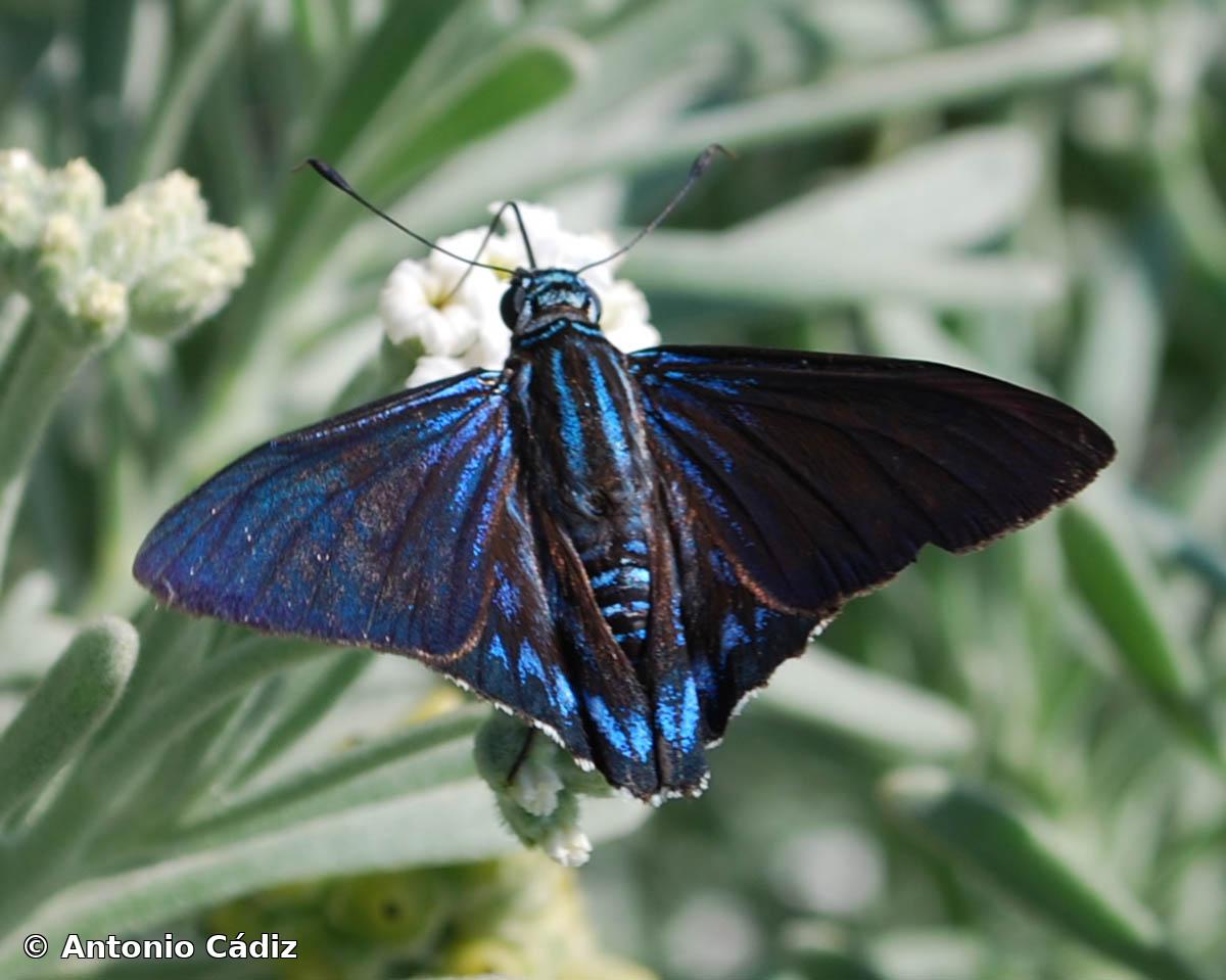 Phocides pigmalion batabano (Lucas, 1857)