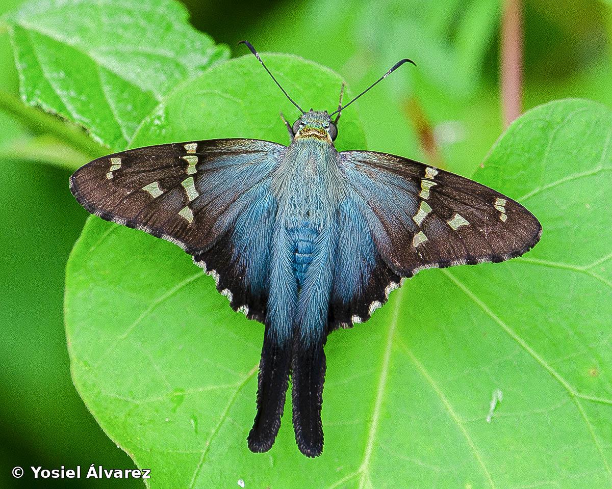 Urbanus proteus domingo (Scudder, 1872)